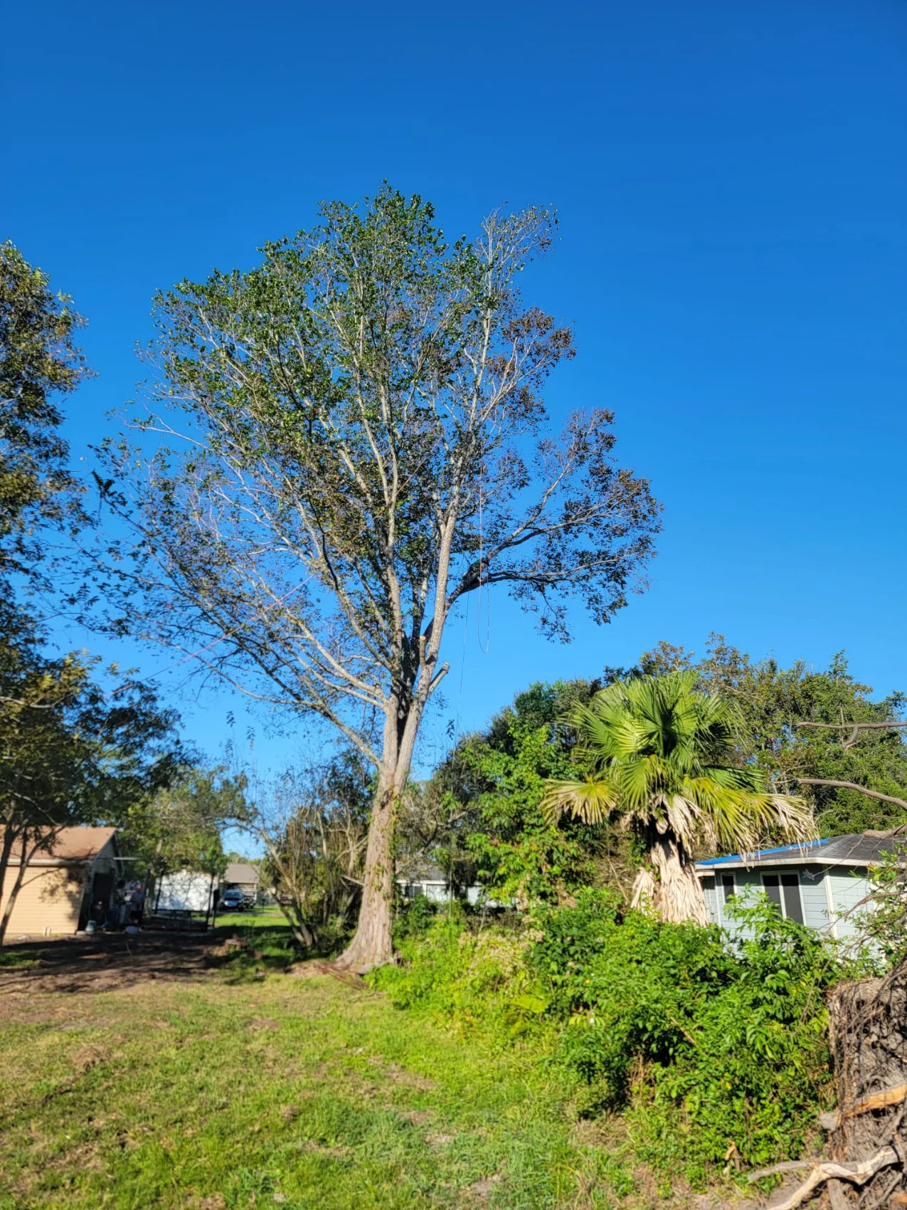 Granding,general tree,stump grinding ,wood fencing in Dickinson TX